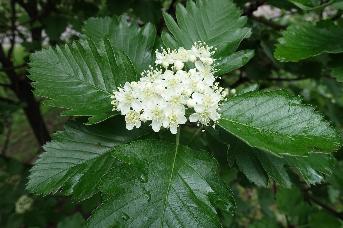 Sorbus mougeotii, 50-80 cm