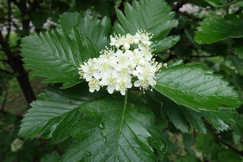 Sorbus mougeotii, 50-80 cm