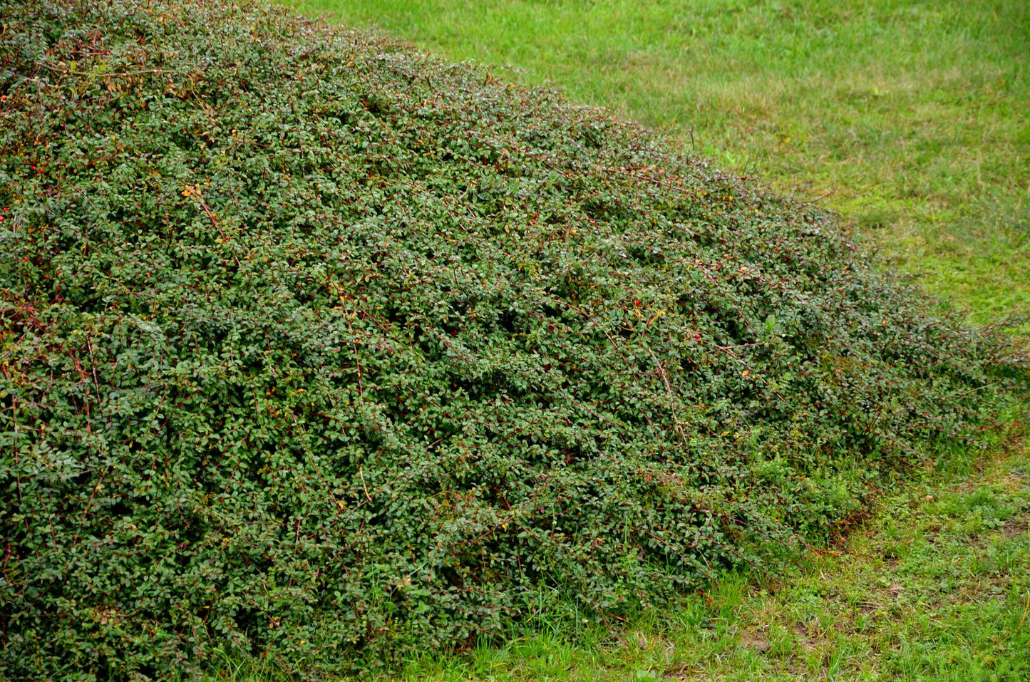 Cotoneaster x suecicus 'Coral Beauty', 20-40 cm