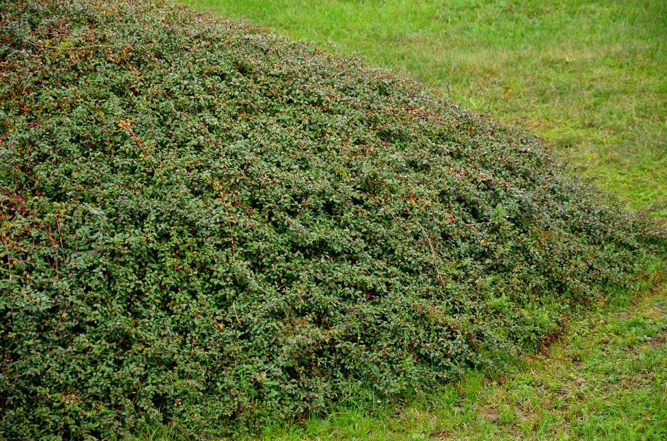Cotoneaster x suecicus 'Coral Beauty', 20-40 cm