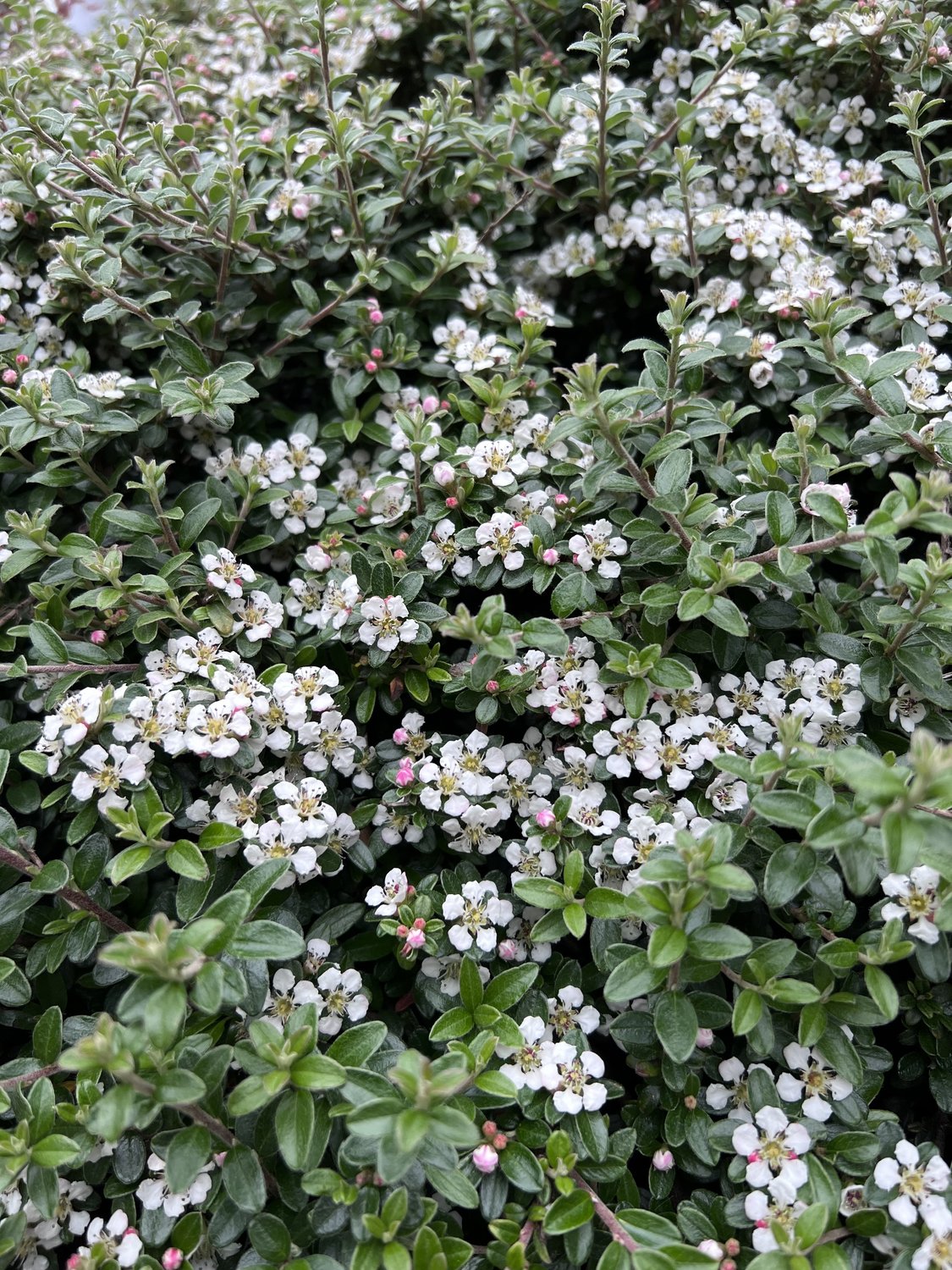 Cotoneaster x suecicus 'Coral Beauty', 20-40 cm