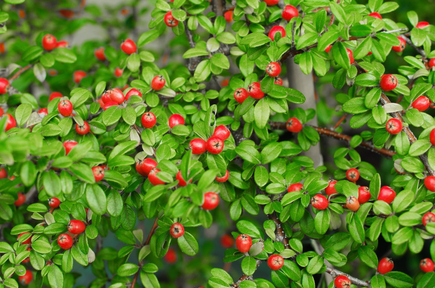Cotoneaster x suecicus 'Coral Beauty', 20-40 cm