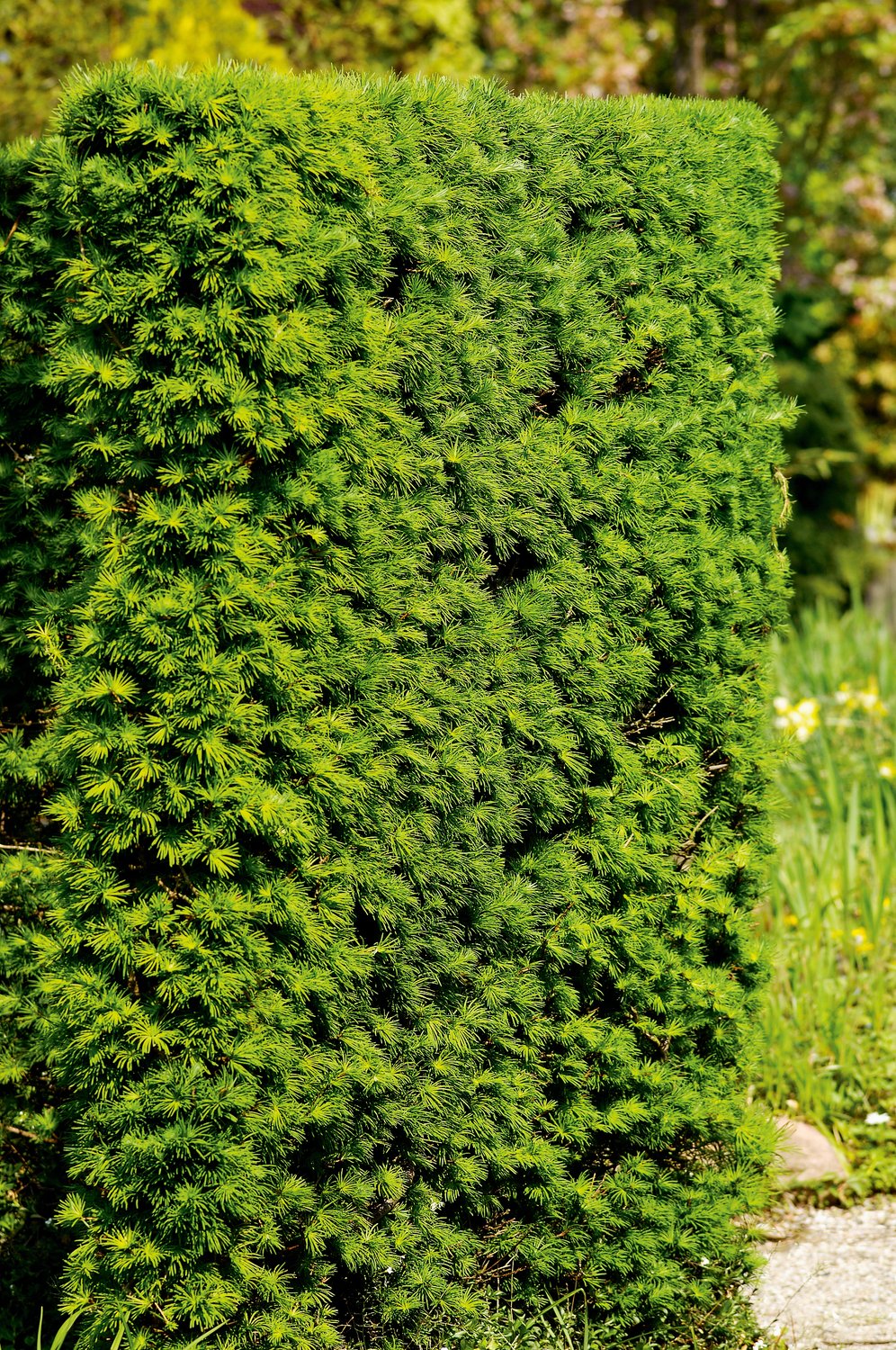 Larix kaempferi, 40-60 cm