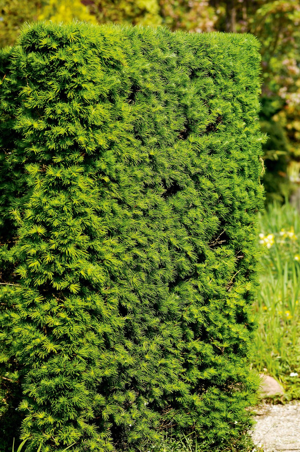 Larix kaempferi, 40-60 cm