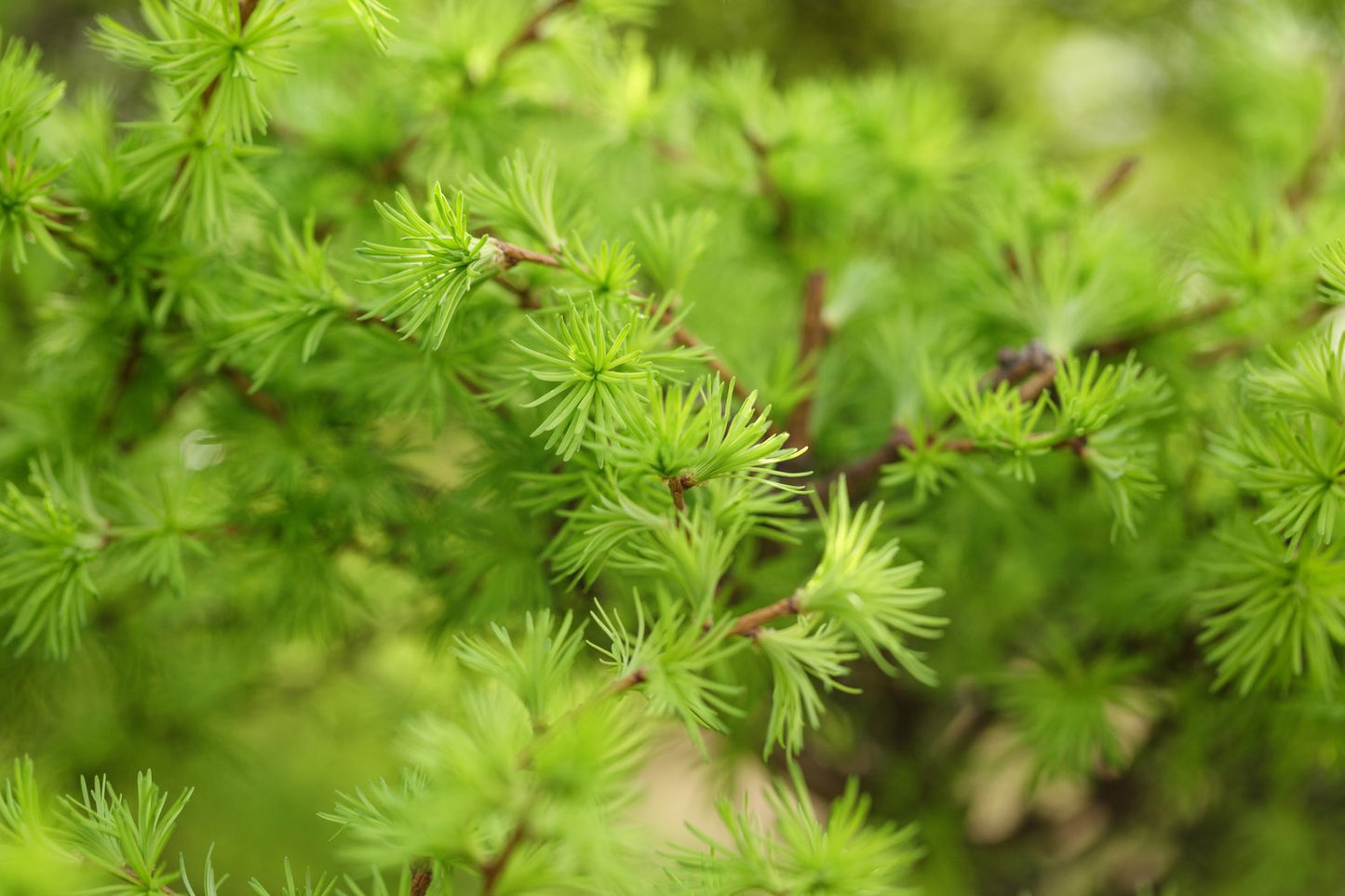 Larix kaempferi, 40-60 cm