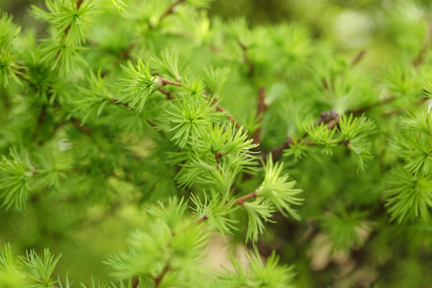Larix kaempferi, 40-60 cm