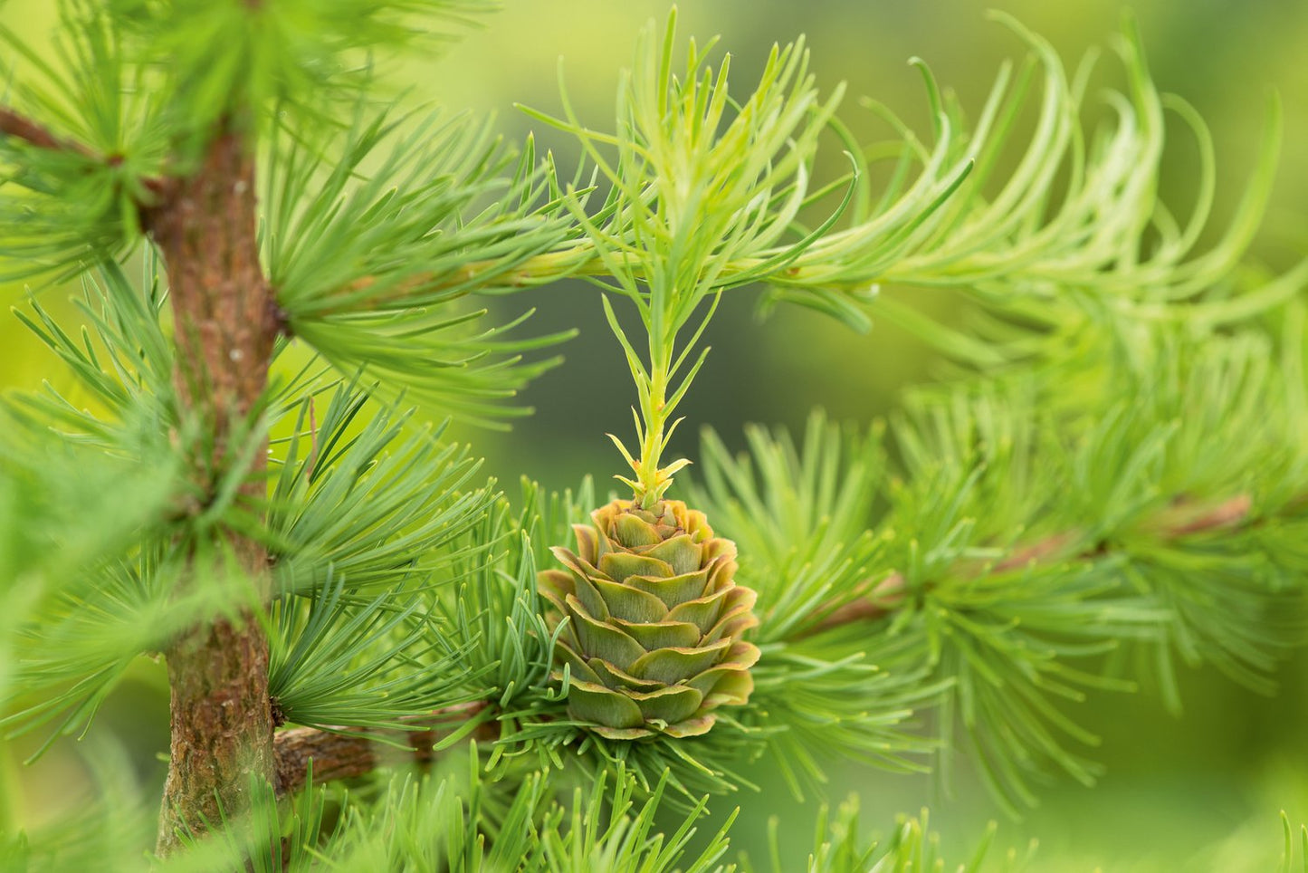 Larix kaempferi, 40-60 cm