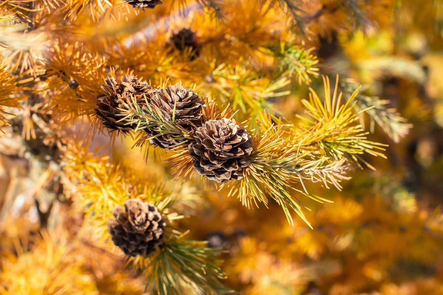 Larix kaempferi, 40-60 cm