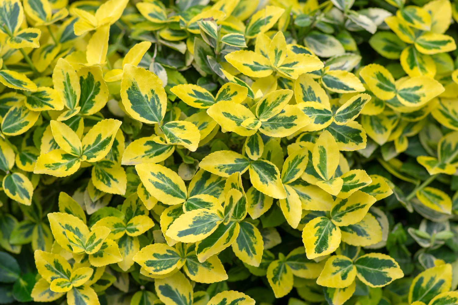 Euonymus fortunei var. radicans 'Emerald 'n' Gold'