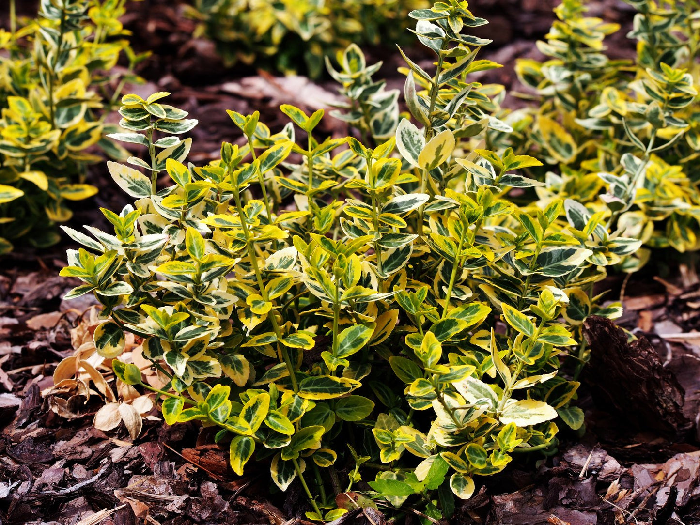 Euonymus fortunei var. radicans 'Emerald 'n' Gold'