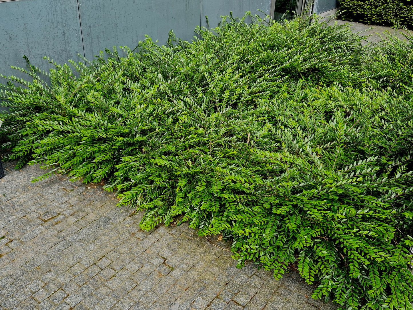 Lonicera nitida 'Maigrün'