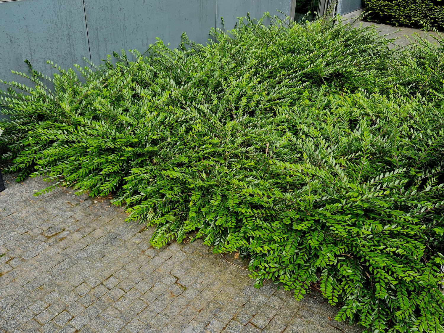 Lonicera nitida 'Maigrün'