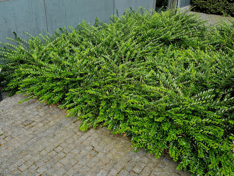 Lonicera nitida 'Maigrün'