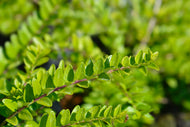 Lonicera nitida 'Maigrün'