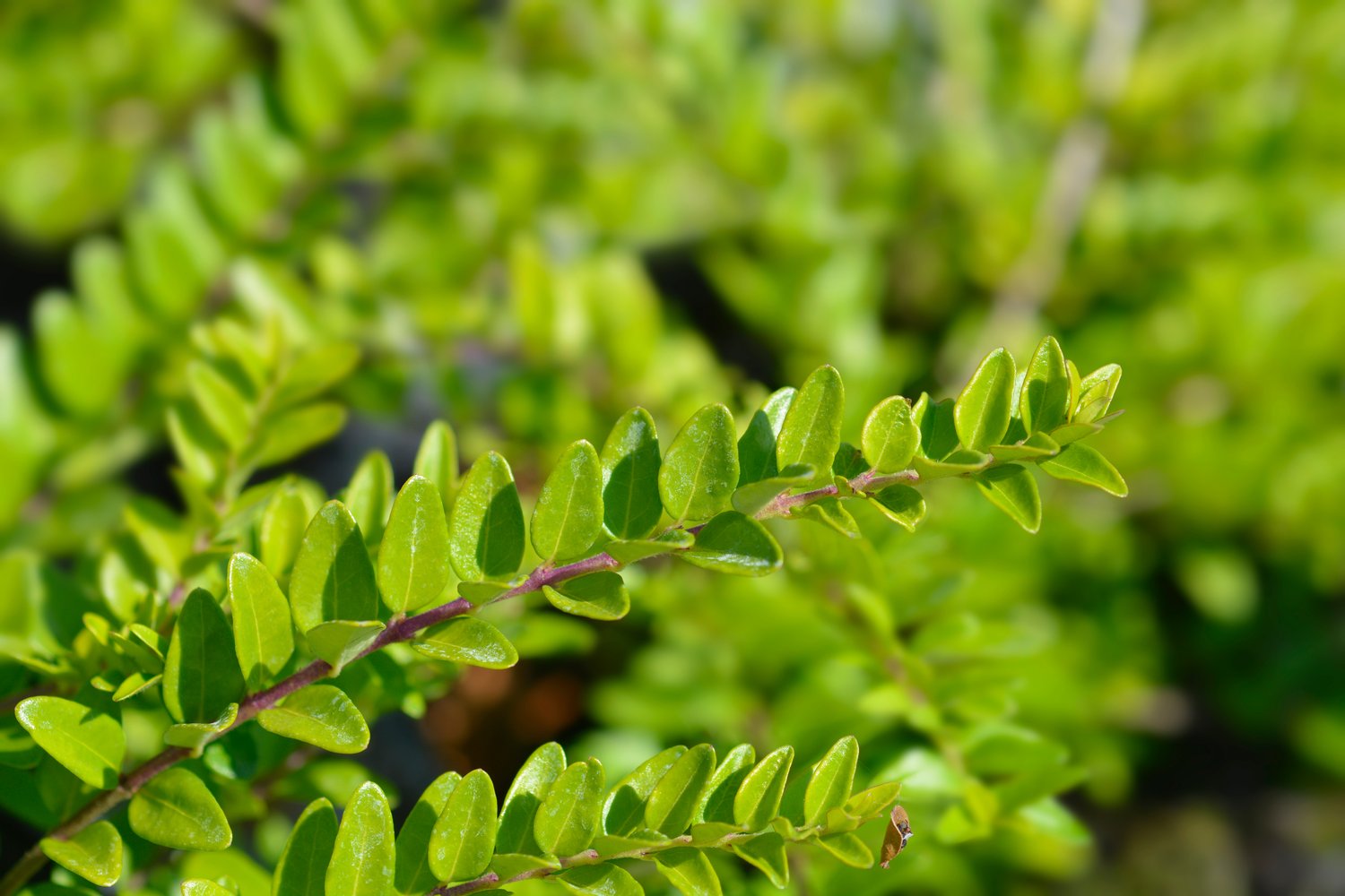 Lonicera nitida 'Maigrün'