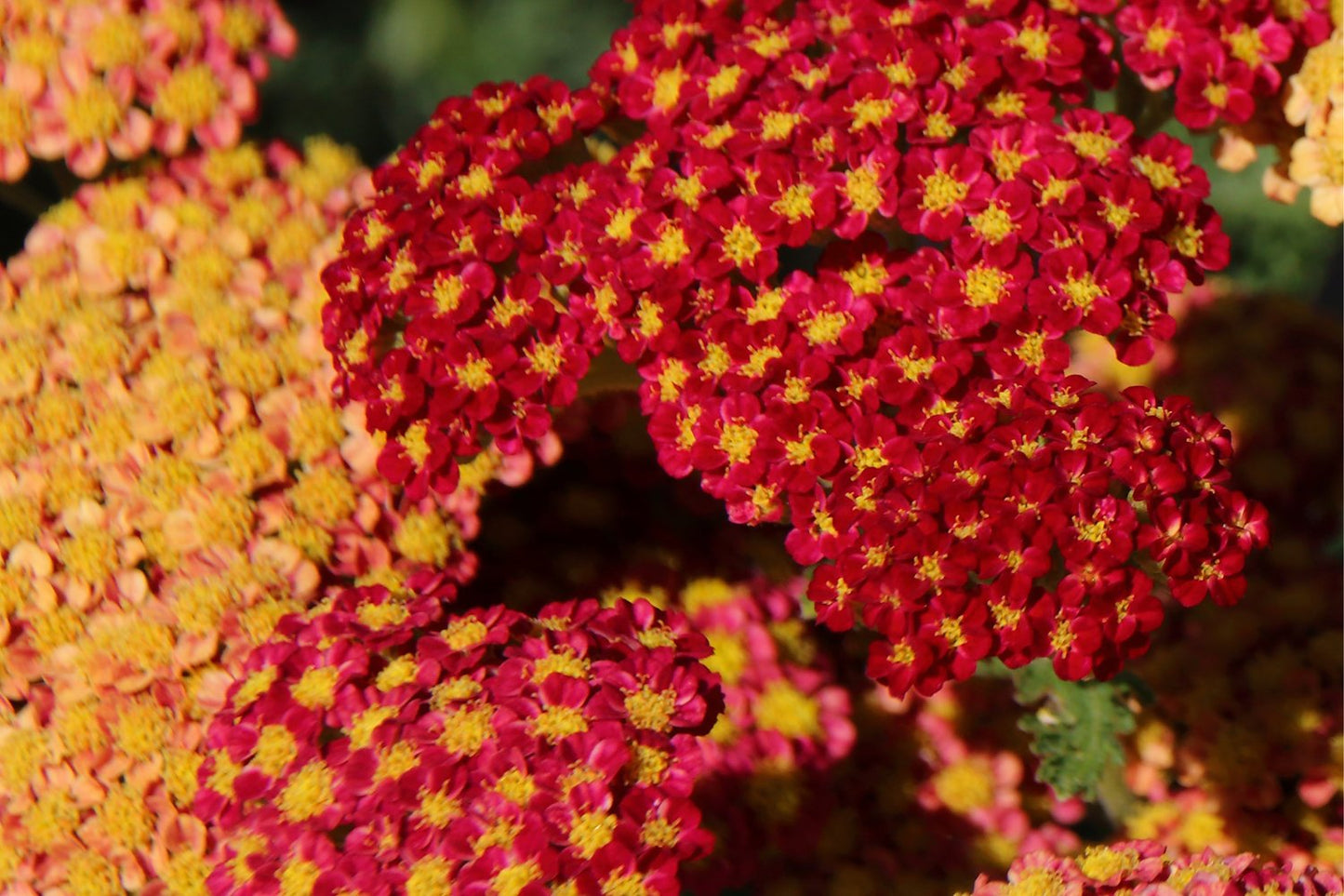 Achillea millefolium 'Paprika'