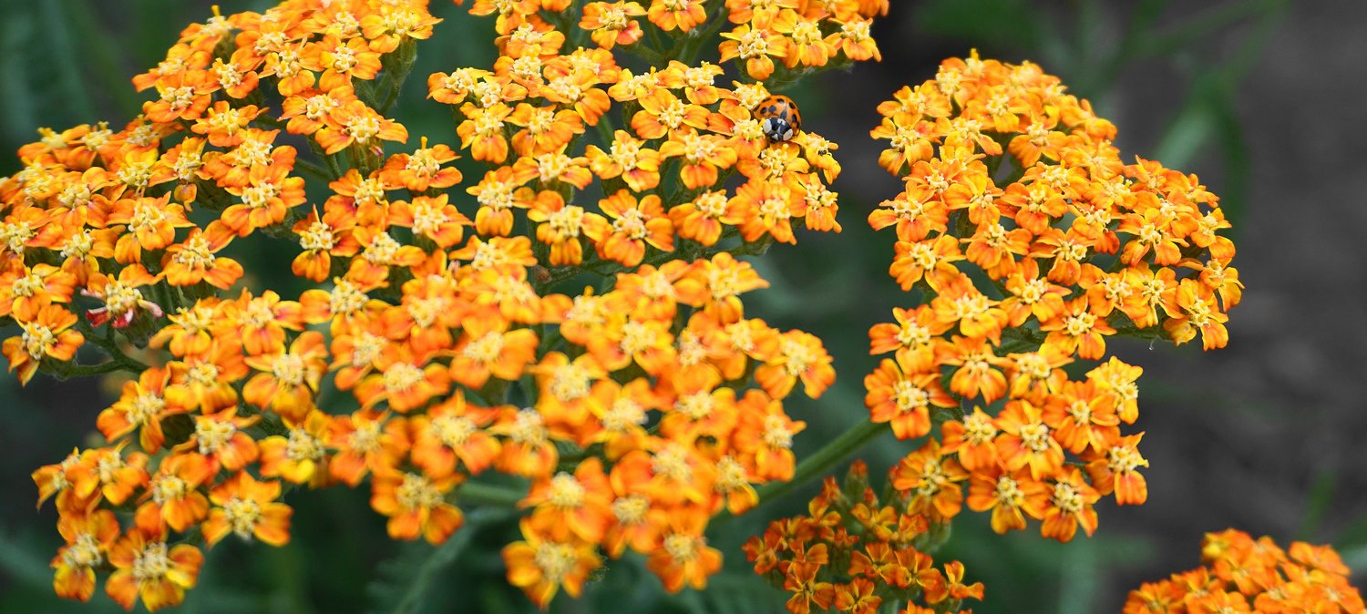 Achillea 'Terracotta'