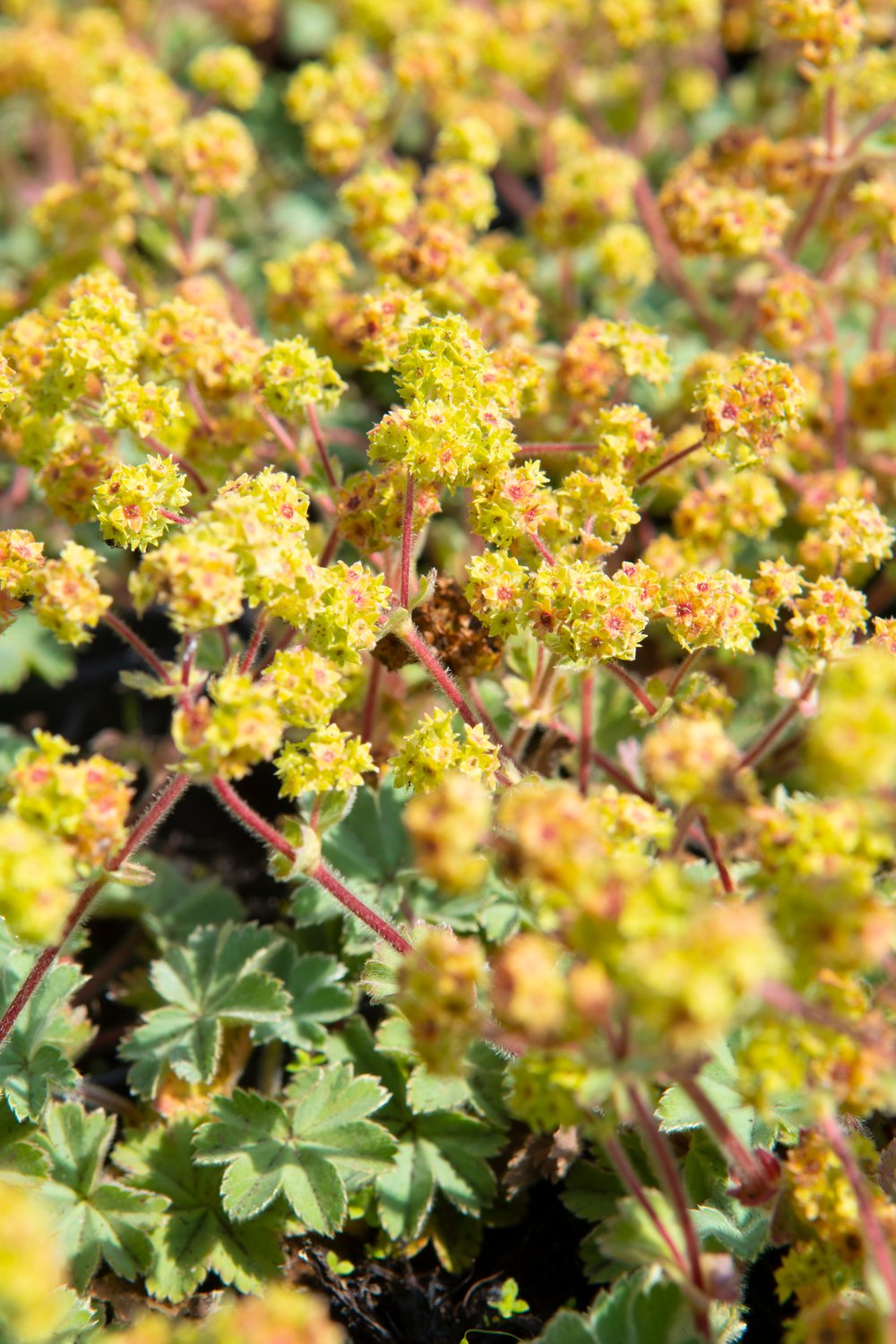 Alchemilla erythropoda