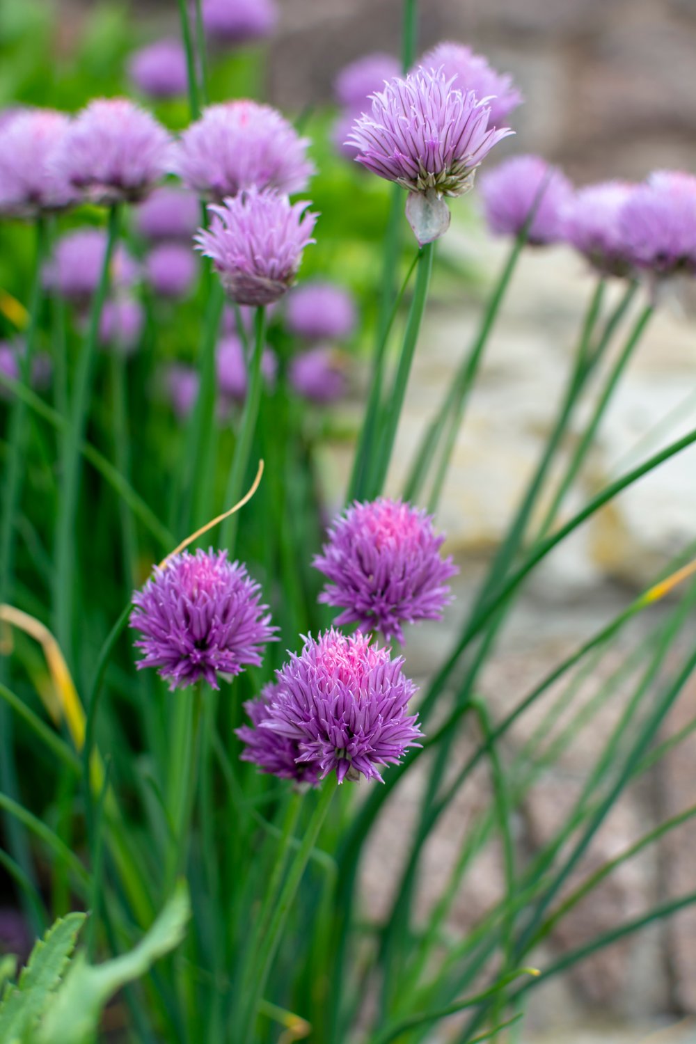 Allium 'Millenium'