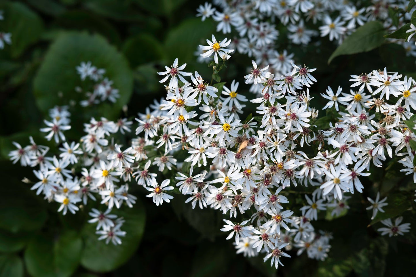 Aster divaricatus (Eurybia divaricata)