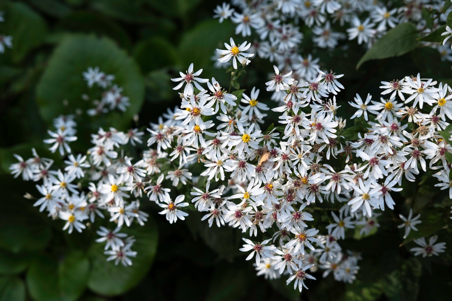 Aster divaricatus (Eurybia divaricata)