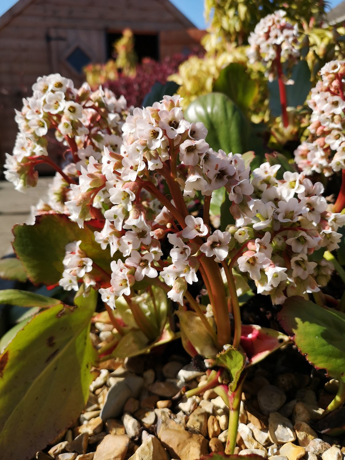 Bergenia 'Bressingham White'