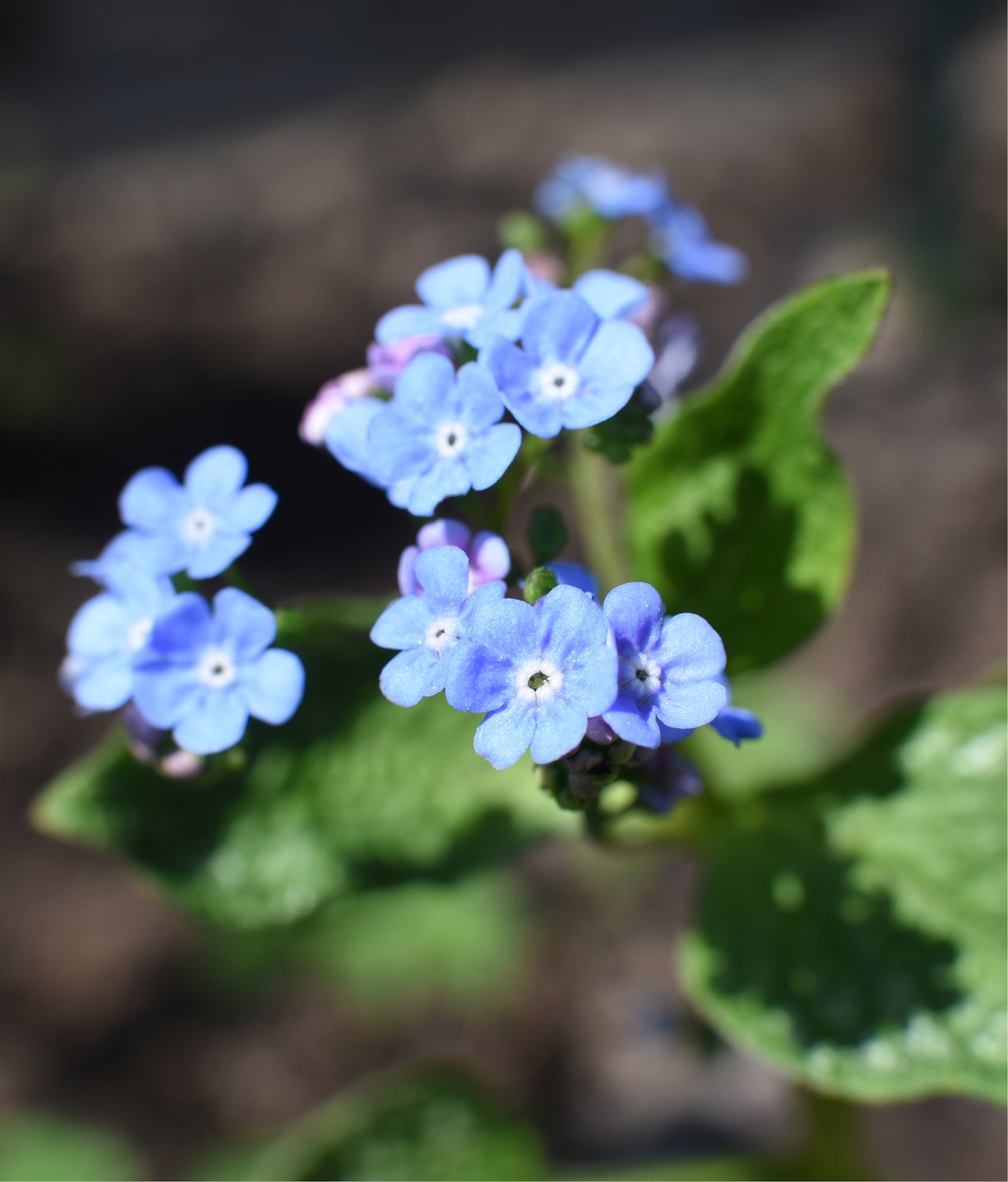 Brunnera macrophylla 'Jack Frost'