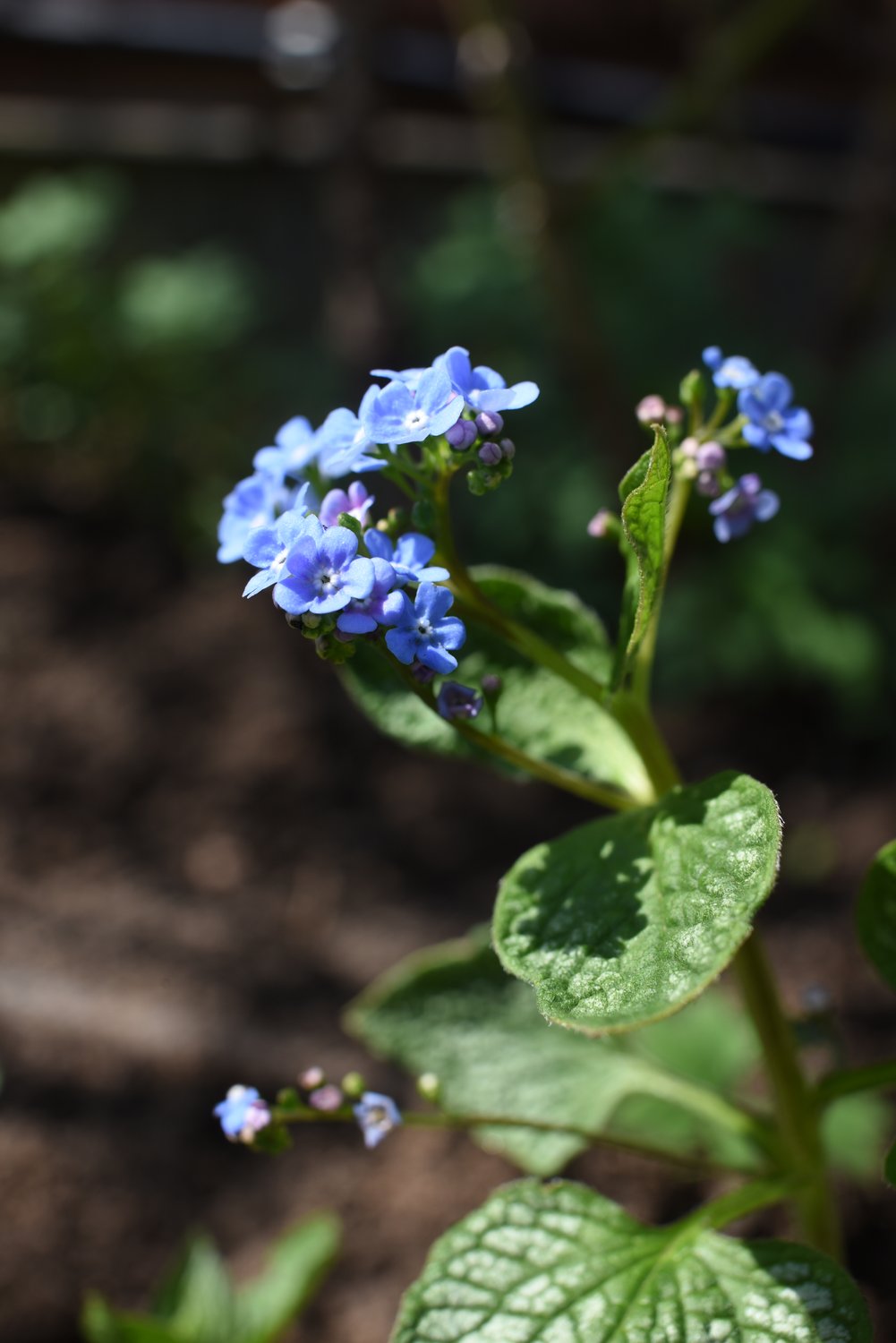 Brunnera macrophylla 'Jack Frost'