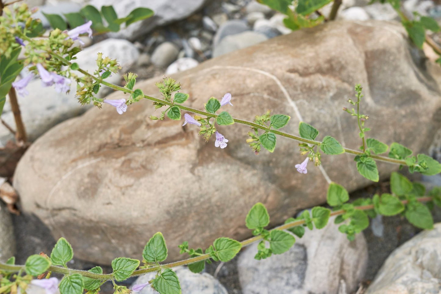 Calamintha nepeta