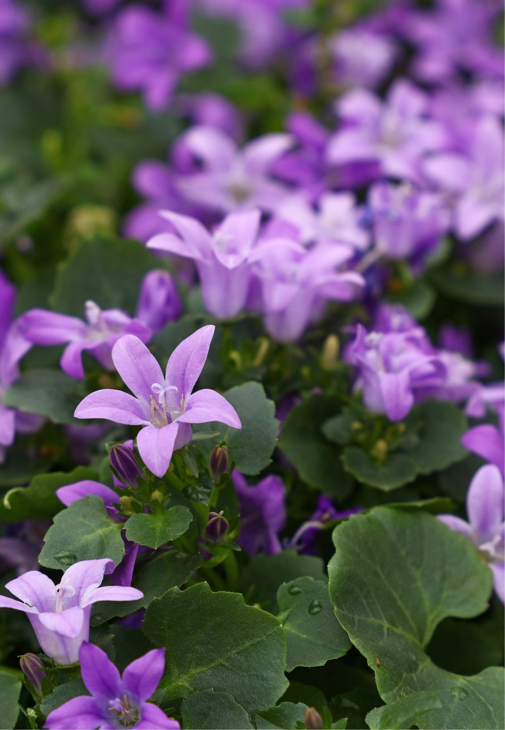 Campanula portenschlagiana