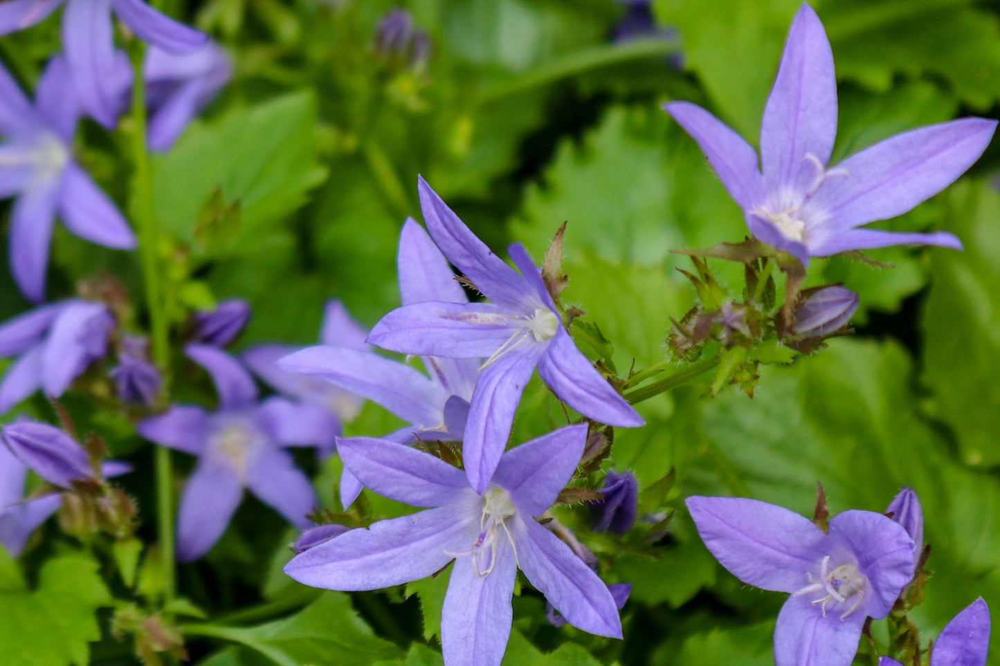 Campanula poscharskyana 'Stella'