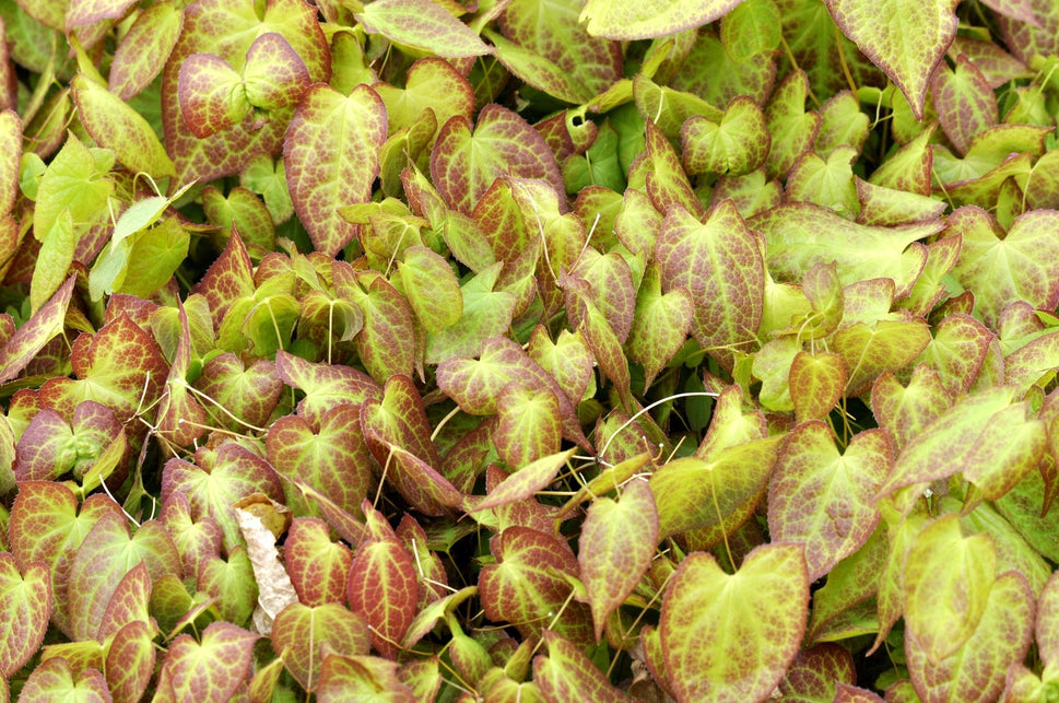 Epimedium x perralchicum 'Frohnleiten'
