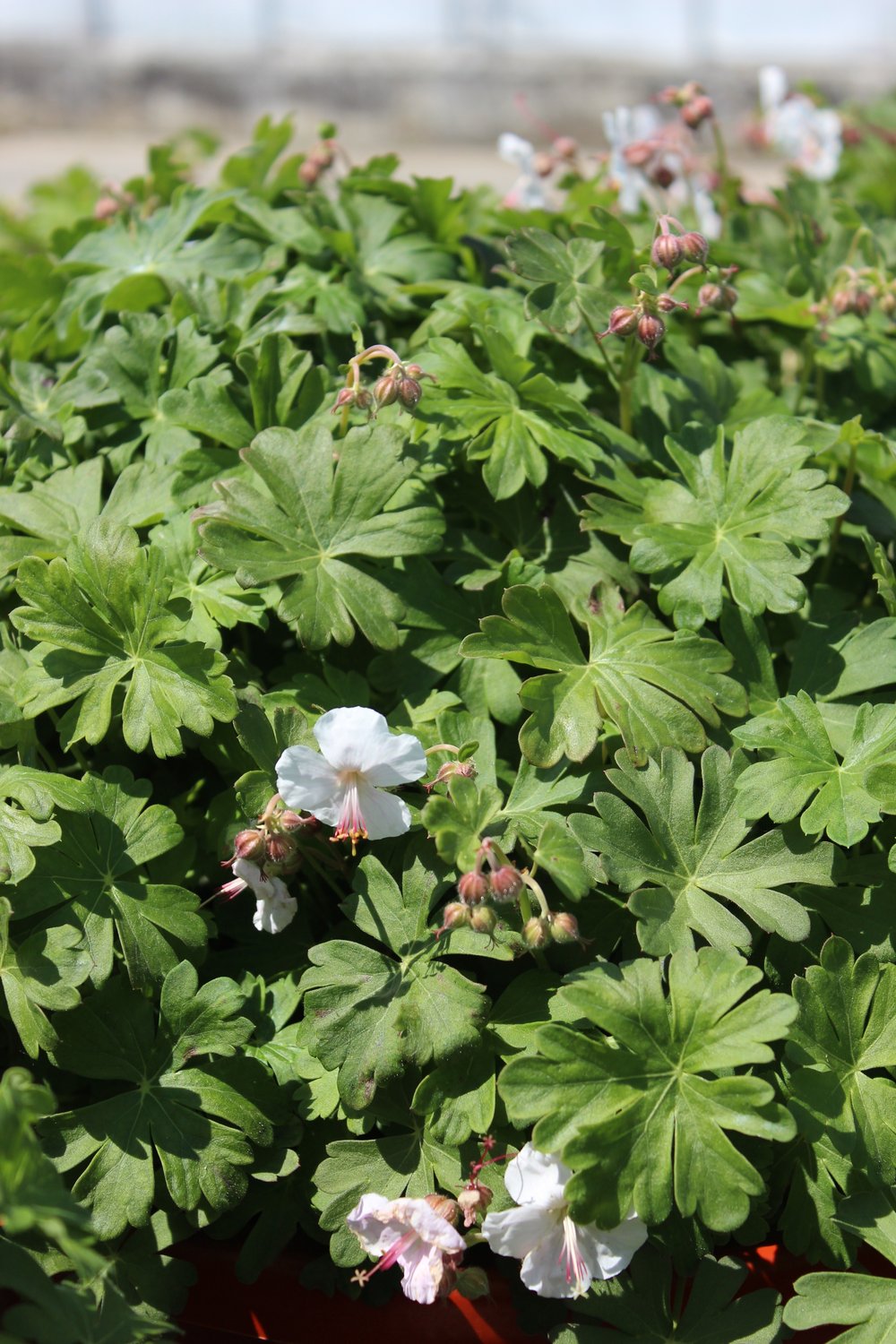 Geranium x cantabrigiense 'St Ola'