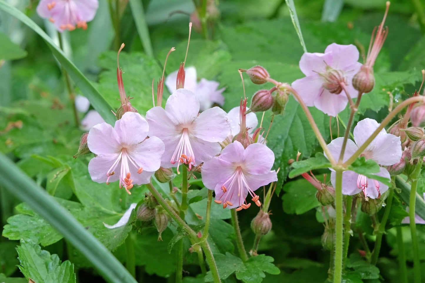 Geranium macrorrhizum 'Ingwersen's Variety'