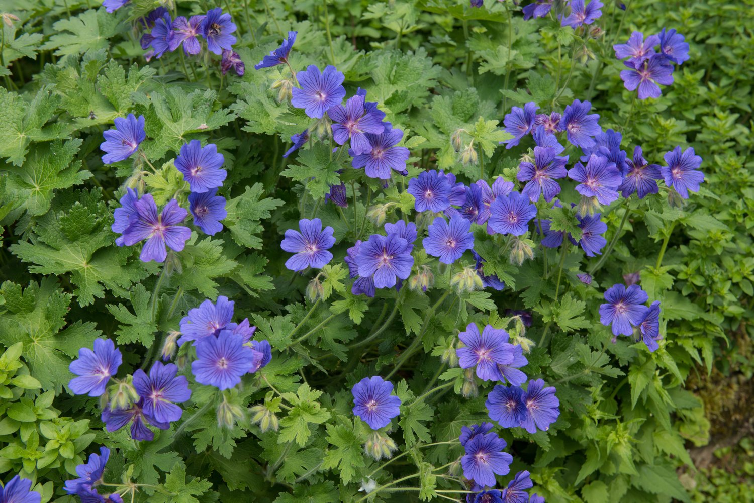 Geranium x magnificum
