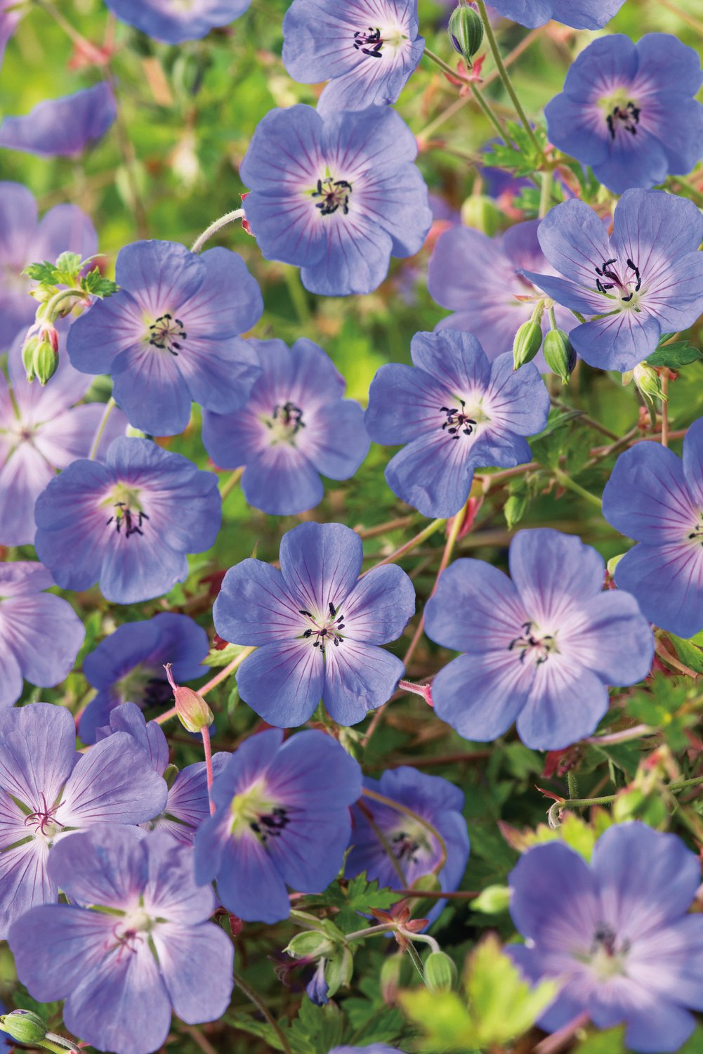 Geranium ROZANNE® ('Gerwat')