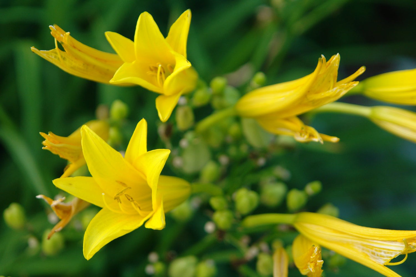 Hemerocallis citrina