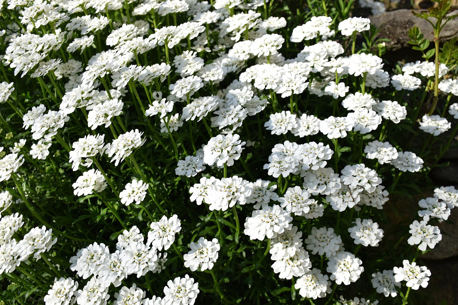 Iberis sempervirens 'Schneeflocke'