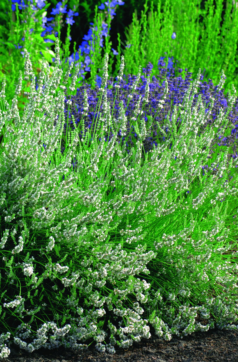Lavandula angustifolia 'Edelweiss'