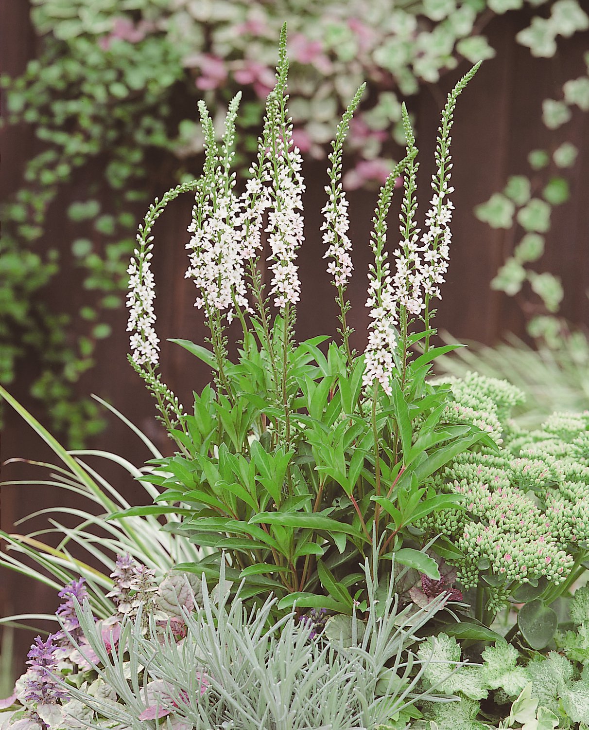 Lysimachia fortunei 'Autumn Snow'