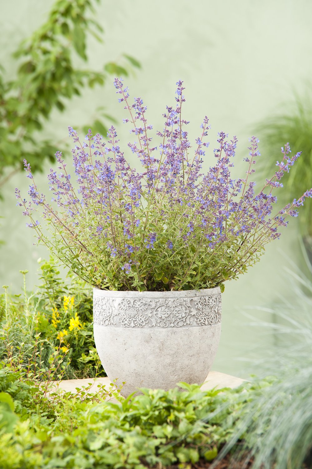 Nepeta x faassenii 'Kit Cat'