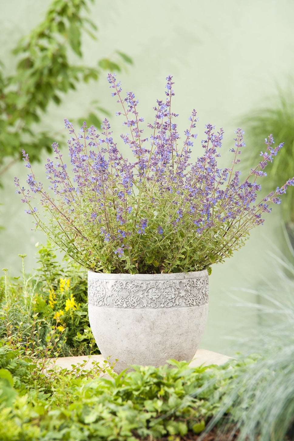 Nepeta x faassenii 'Kit Cat'