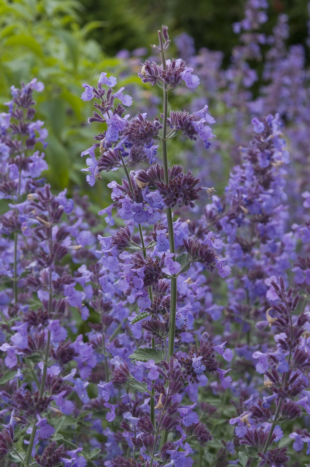 Nepeta x faassenii 'Walker's Low'