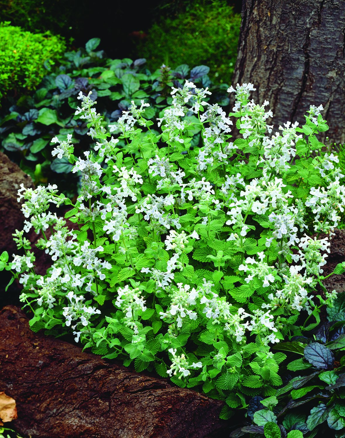 Nepeta racemosa 'Snowflake'