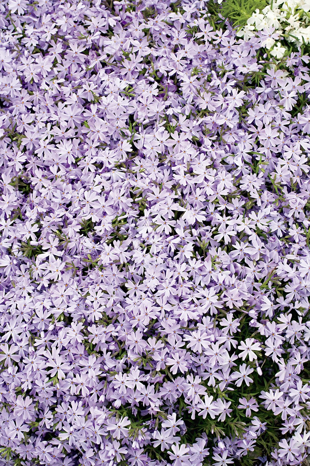 Phlox subulata 'Emerald Cushion Blue'