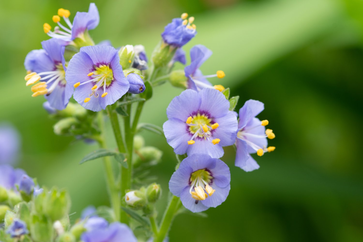 Polemonium 'Humile'