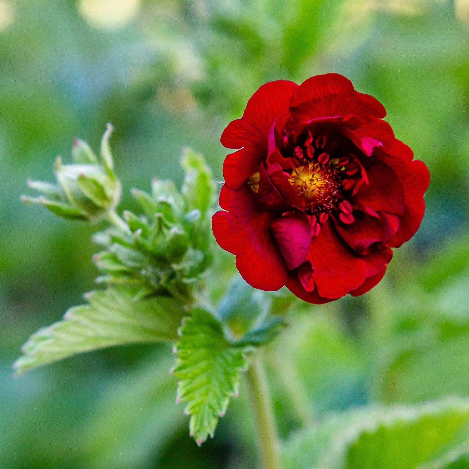 Potentilla atrosanguinea