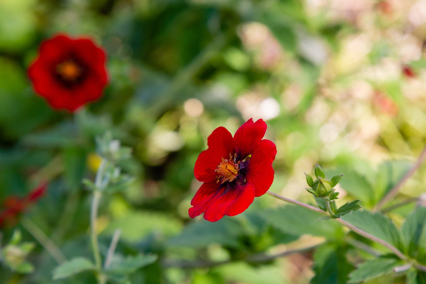 Potentilla atrosanguinea