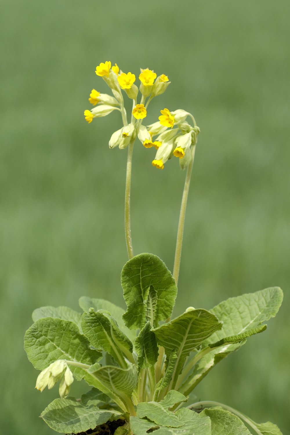 Primula veris