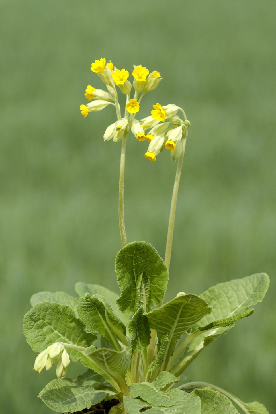 Primula veris